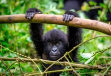 The guardians of Virunga