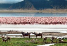 A safari inside a crater