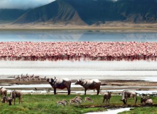 A safari inside a crater